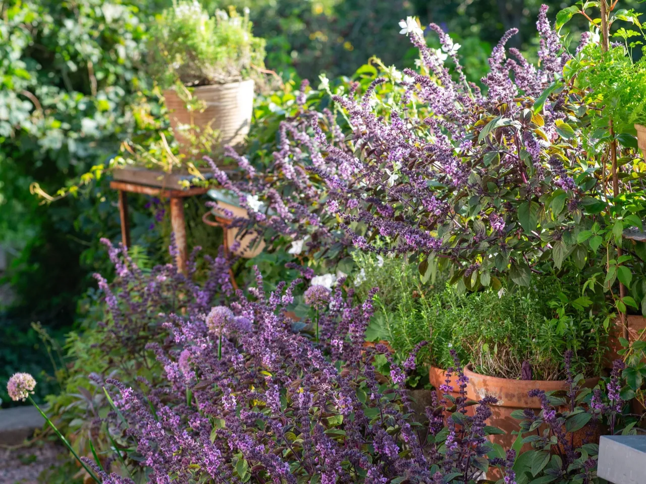 Czy bazylia jest wieloletnia? Jak przezimować ją w domu?