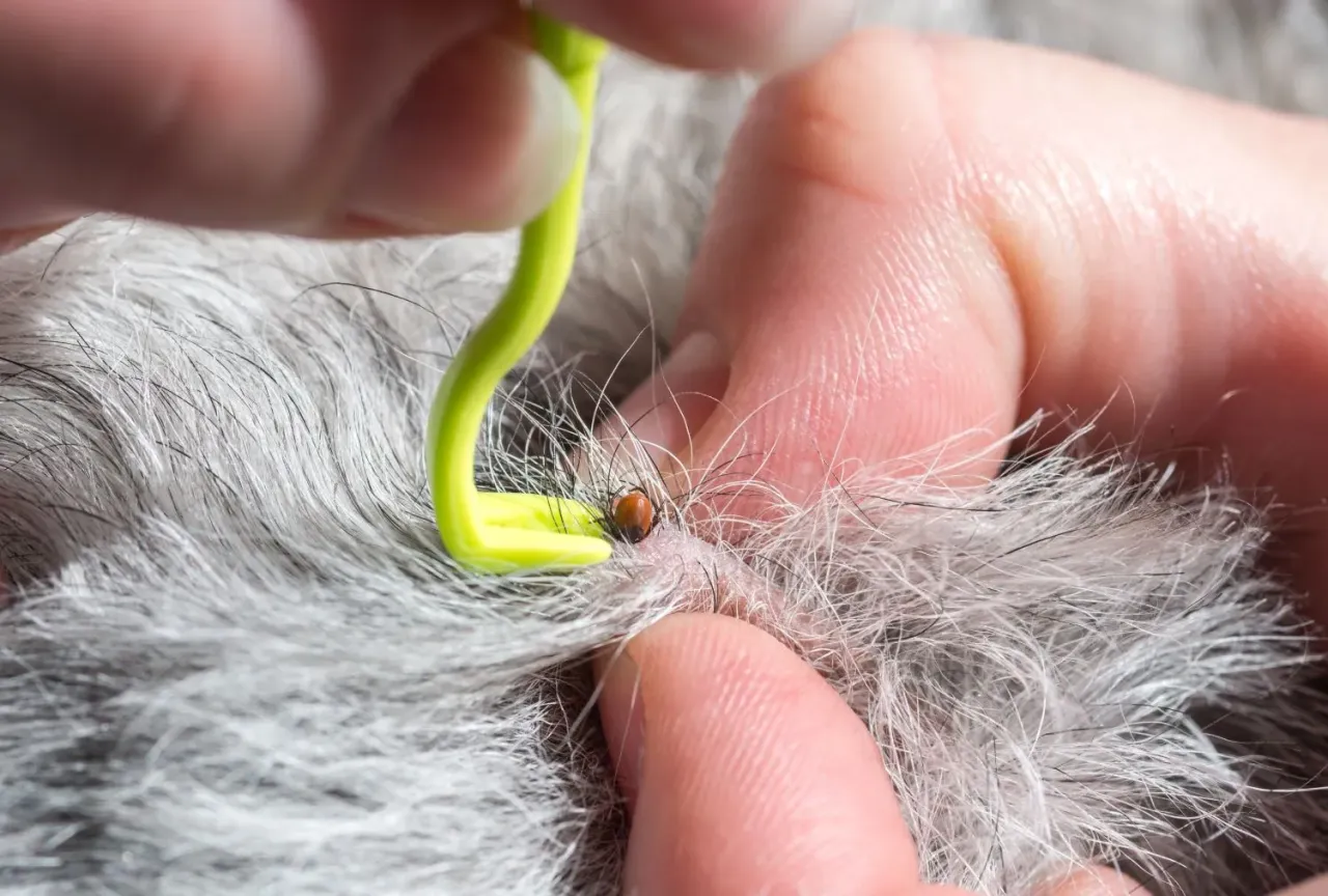 Kleszcz w uchu psa: jak usunąć bezpiecznie w domu? Uniknij błędów! Kleszcz w uchu psa: jak usunąć bezpiecznie w domu? Uniknij błędów!