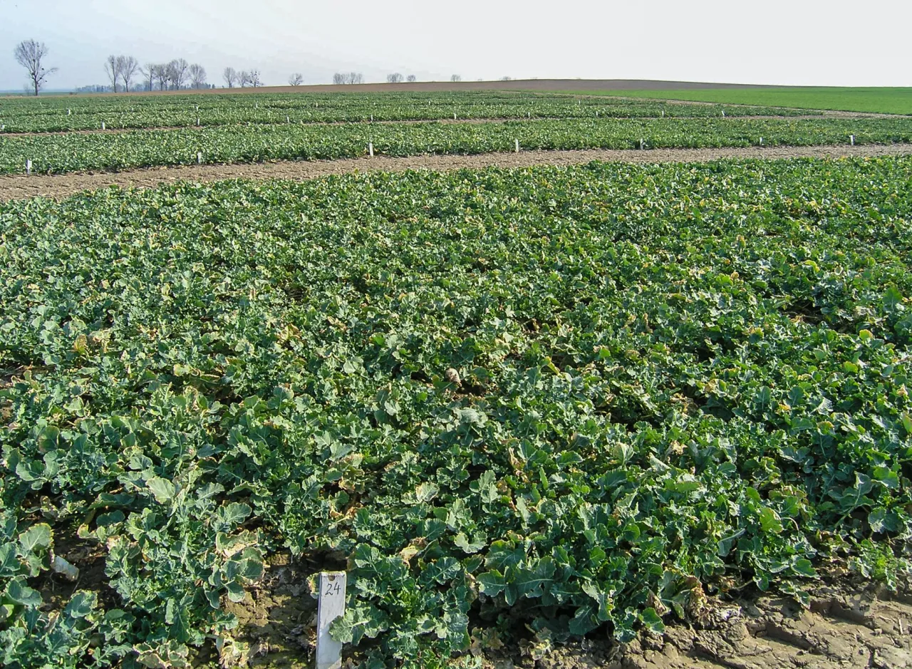 Rzepak Bankier: Co warto wiedzieć o odmianie rzepaku Bankier?