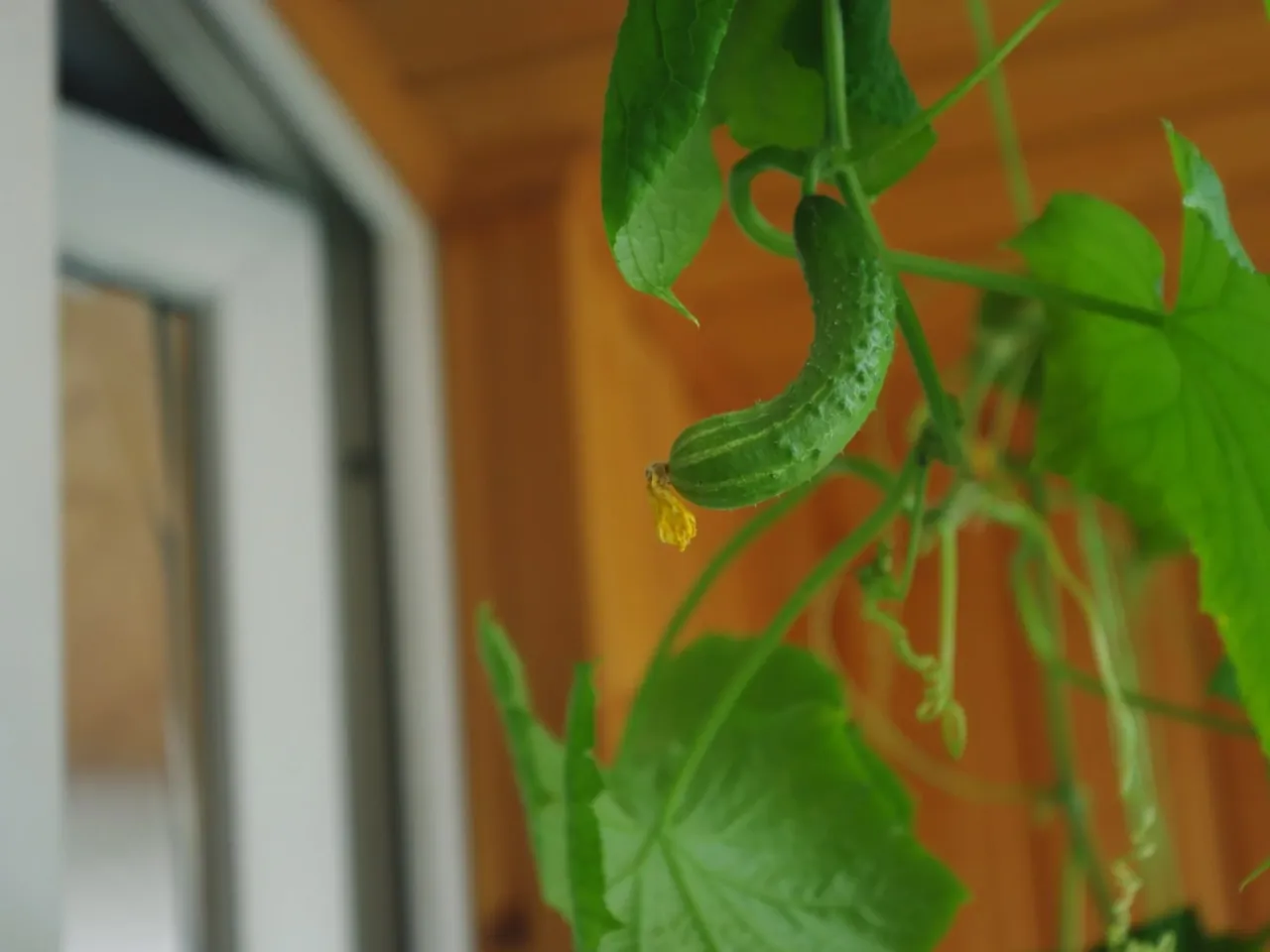 Jak uprawiać ogórki na balkonie - uniknij najczęstszych błędów