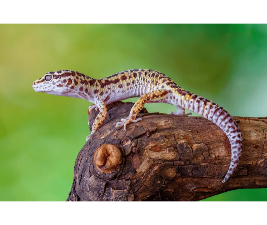 Jak często karmić gekona lamparciego, aby zapewnić mu zdrowie?