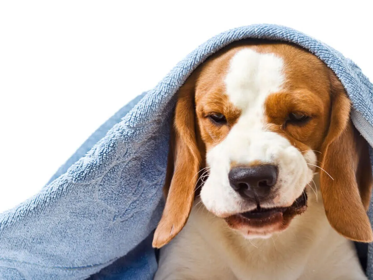 Kaszel wsteczny u psa: Jak szybko pomóc podczas ataku?