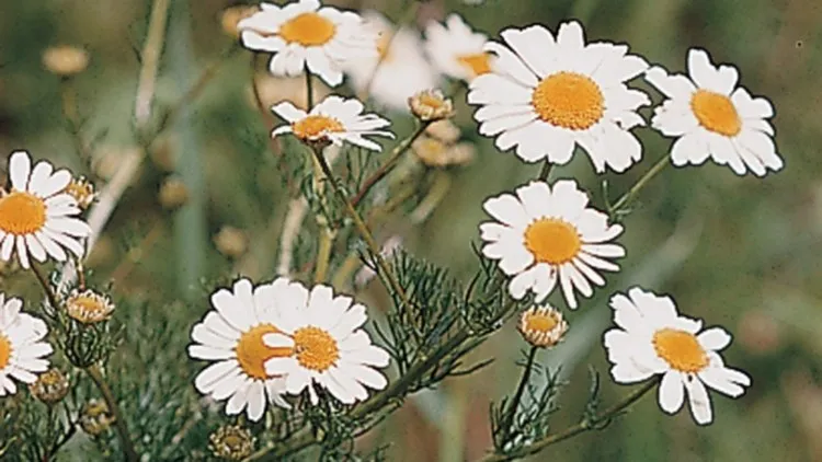 Chwast rumian polny: jak skutecznie zmniejszyć jego szkodliwość w uprawach