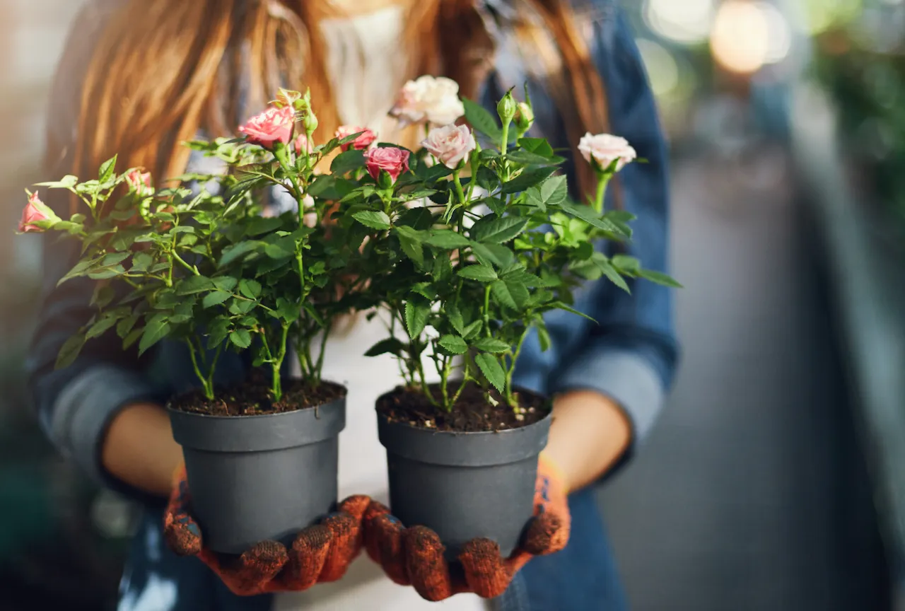 Jak dbać o róże w doniczce, aby zawsze pięknie kwitły?