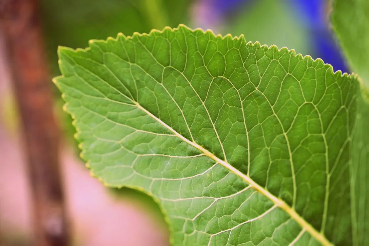 Czy liście chrzanu nadają się na kompost? Bezpieczne i korzystne zastosowanie.