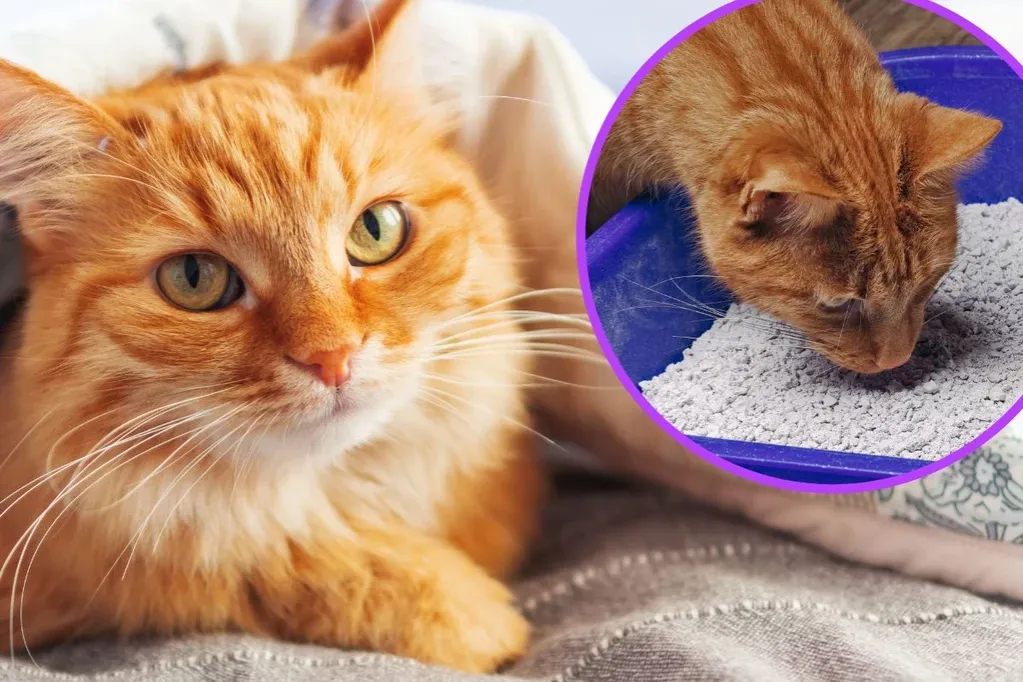 Dlaczego kotka sika w domu? Przyczyny i skuteczne rozwiązania