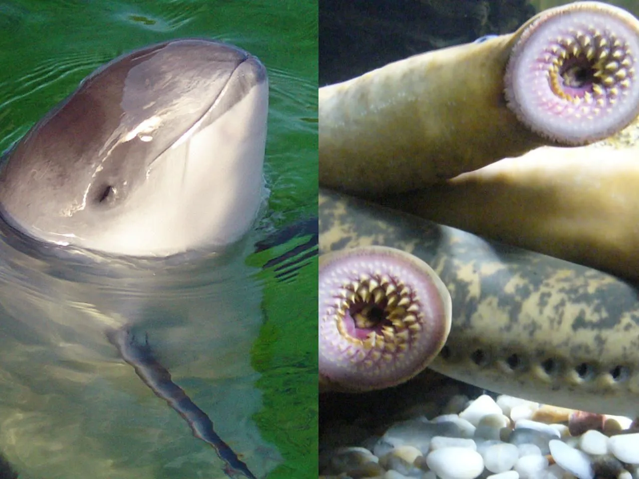 Jakie zwierzęta żyją w Bałtyku? Odkryj fascynującą faunę morską