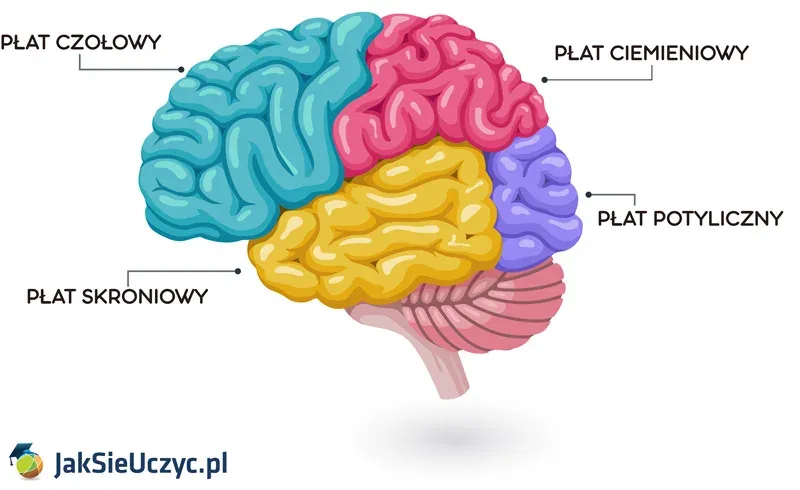 Jak uczy się mózg? Odkryj neuroplastyczność i efektywne metody nauki.