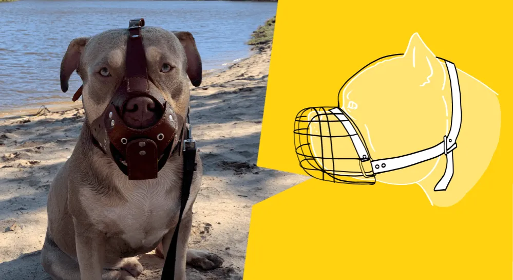 Jaki kaganiec dla psa? Wybierz najlepiej dopasowany model dla swojego pupila