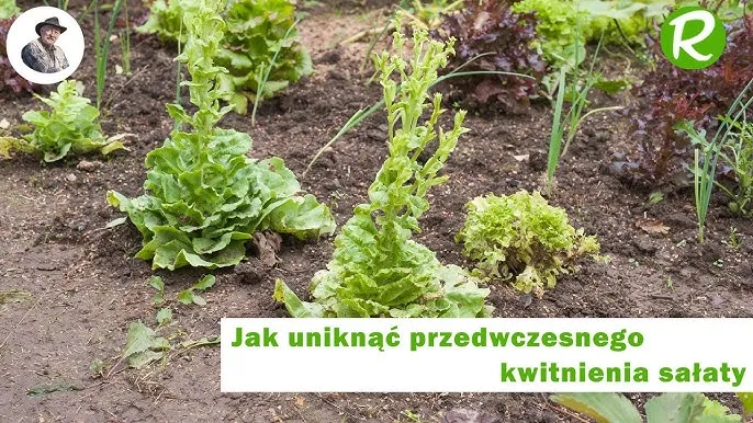 Jak kwitnie sałata i jak uniknąć jej gorzkiego smaku