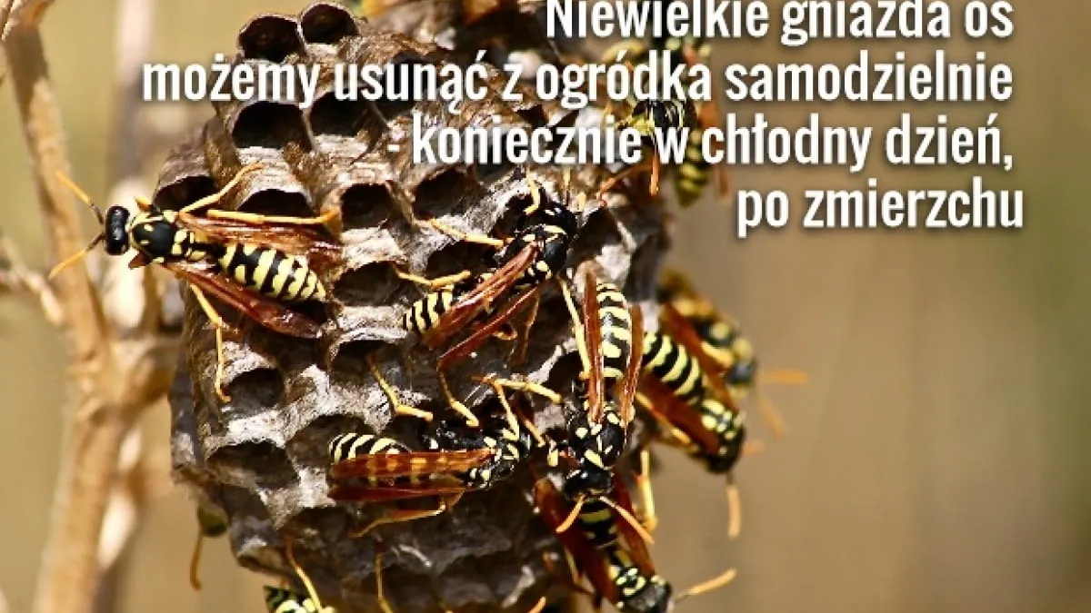 Osy w ogrodzie: Skuteczne i bezpieczne sposoby na pozbycie się ich