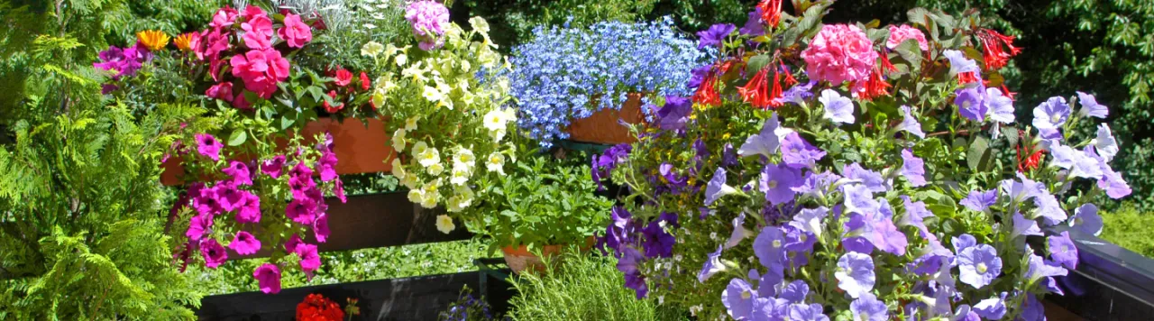 Jakie kwiaty na balkon południowy - piękne rośliny na pełne słońce