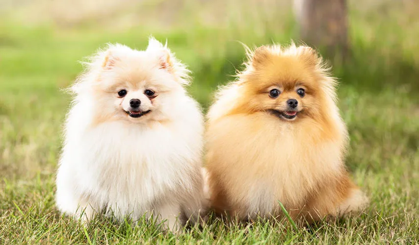 Pomeranian sierść czy włosy - poznaj tajemnice pielęgnacji i różnice