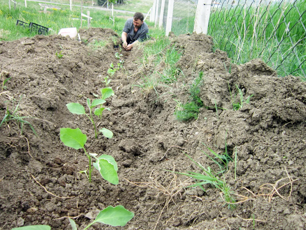 Jak kwitnie bakłażan i co zrobić, by uzyskać obfite plony
