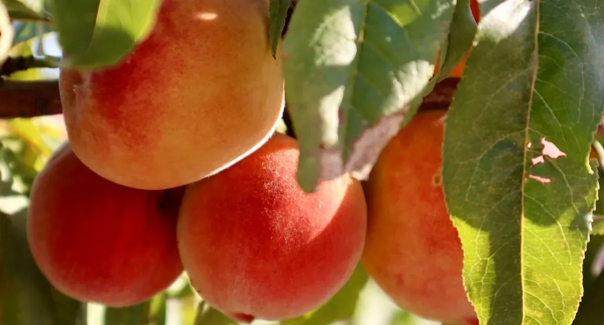 Kiedy opryskiwać brzoskwinie: 5 kluczowych momentów ochrony