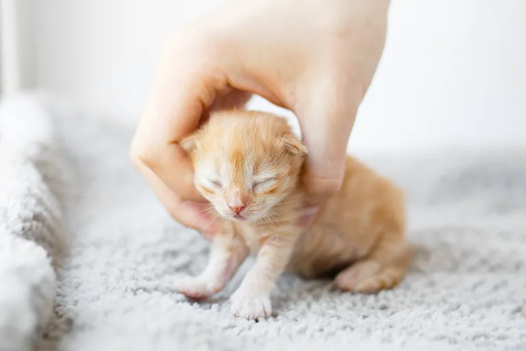 Kiedy można brać małe kotki na ręce, aby zapewnić im bezpieczeństwo