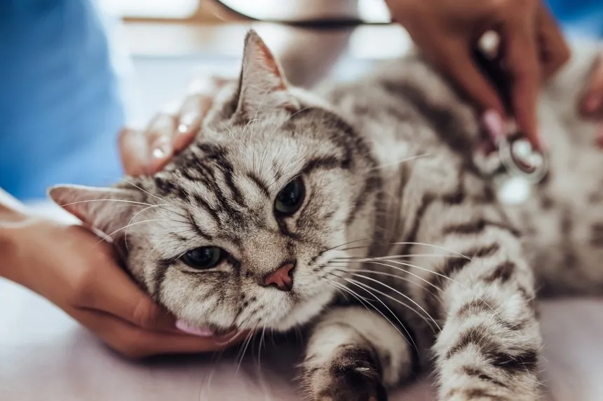 Dlaczego kotka plami krwią? Poznaj przyczyny i objawy krwiomoczu