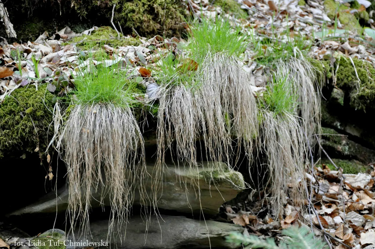 Sine Wiry: Przełom Wetliny, Szmaragdowe Jeziorko Praktyczny Przewodnik