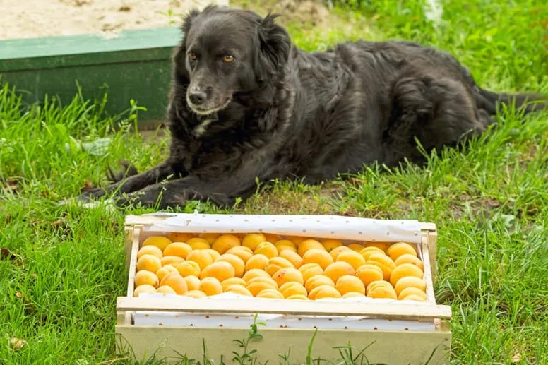Czy pies może jeść morele? Dowiedz się, co jest niebezpieczne dla psa