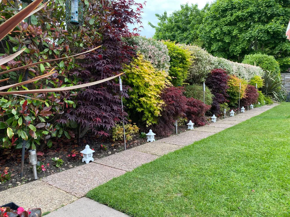 Jakie drzewka do ogrodu wybrać, aby stworzyć piękną przestrzeń?