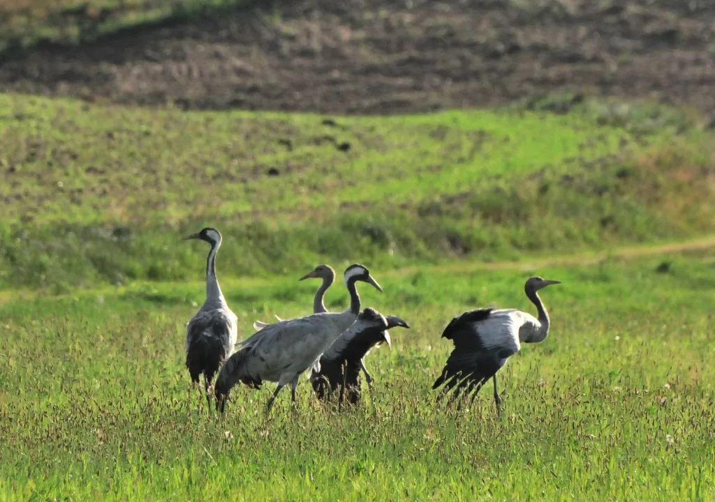 Czym się żywią żurawie? Odkryj ich zróżnicowaną dietę!
