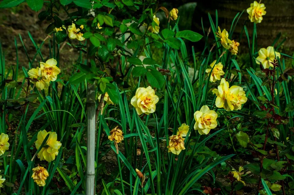 Jak zaprojektować ogród marzeń? Praktyczny przewodnik krok po kroku