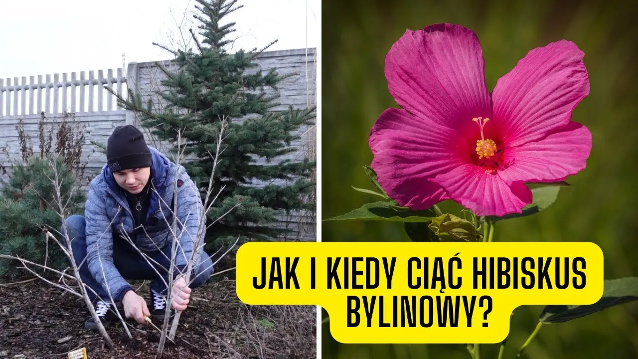 Kiedy przycinać hibiskusa? Wiosna to klucz do obfitego kwitnienia