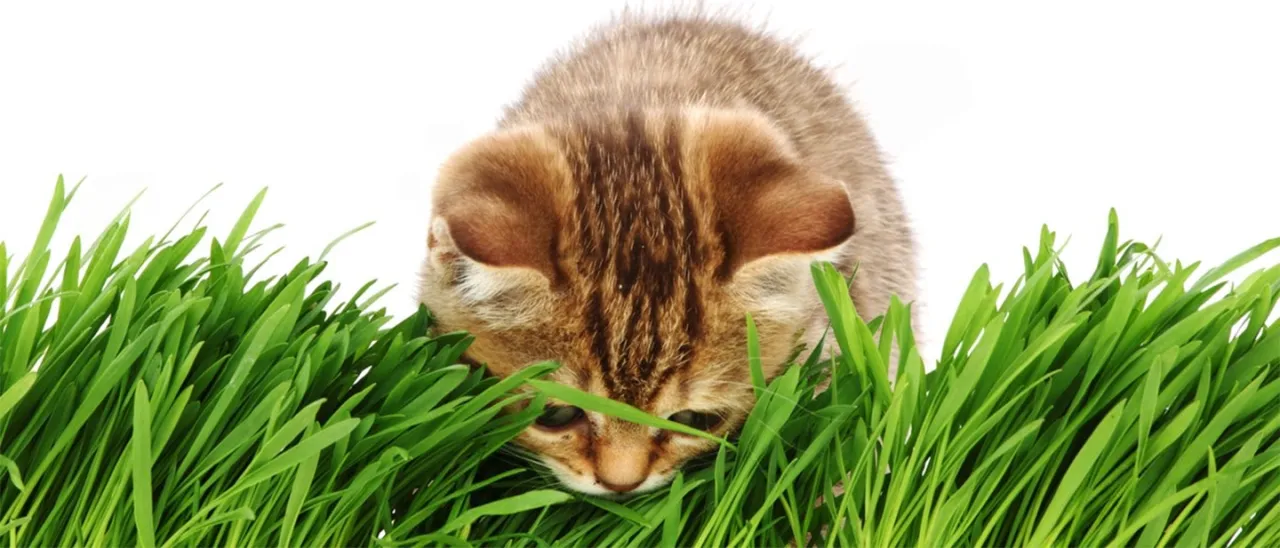 Czy koty mogą jeść kocimiętkę? Odkryj, co musisz wiedzieć o jej bezpieczeństwie