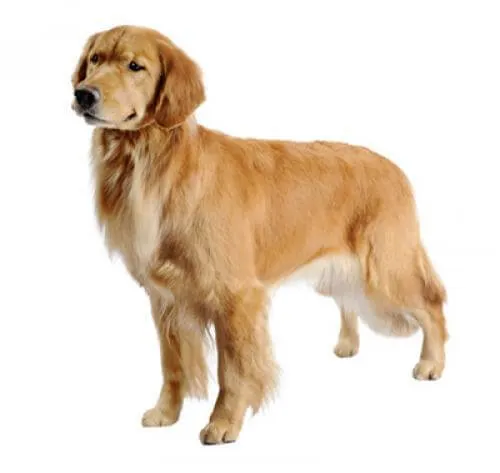 Czy golden retriever to rasa duża czy średnia? Odkryj prawdę o rozmiarze