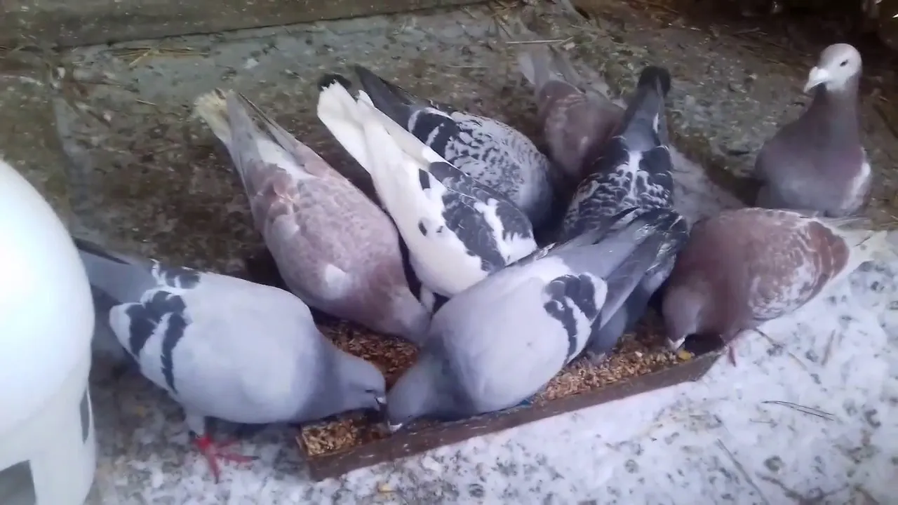 Czym karmić gołębie zimą, aby zapewnić im zdrowie i energię