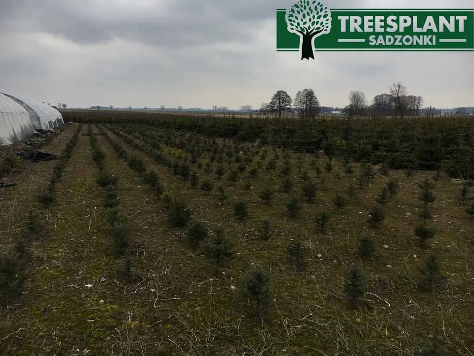 Kiedy sadzić świerk? Wiosna czy jesień? Poradnik Neli Szymczak