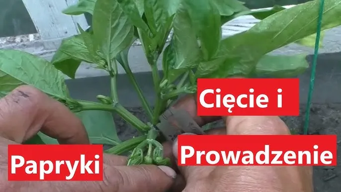 Jak przycinać paprykę, by zwiększyć plony i uniknąć błędów