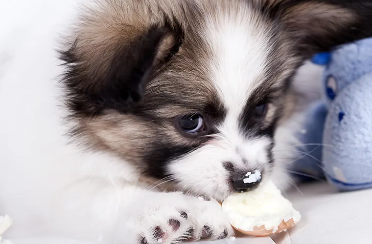 Czy pies może jeść gotowane jajko? Odkryj korzyści i zagrożenia