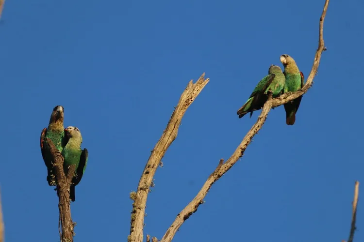 Jak rozmnażają się ptaki? Odkryj fascynujący proces ich życia