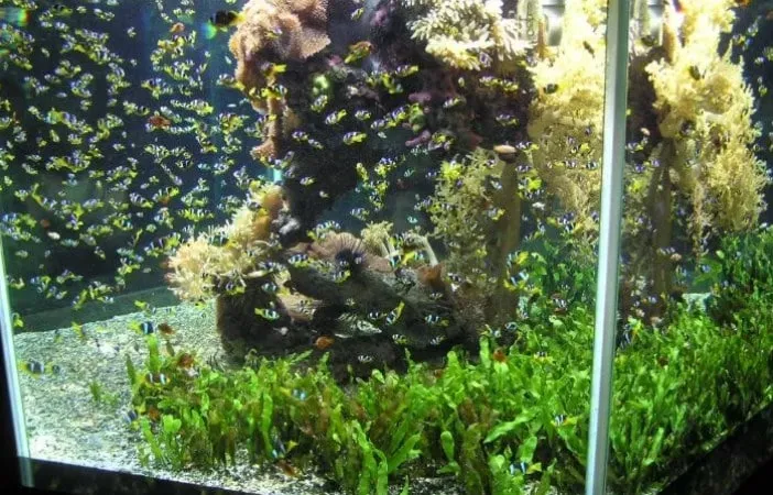 Ile rybek w akwarium? Sprawdź, jak uniknąć błędów w hodowli