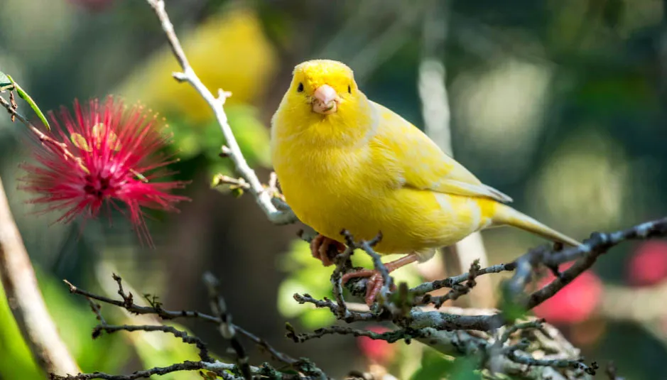 Czy kanarka trzeba wypuszczać z klatki? Odkryj korzyści dla zdrowia