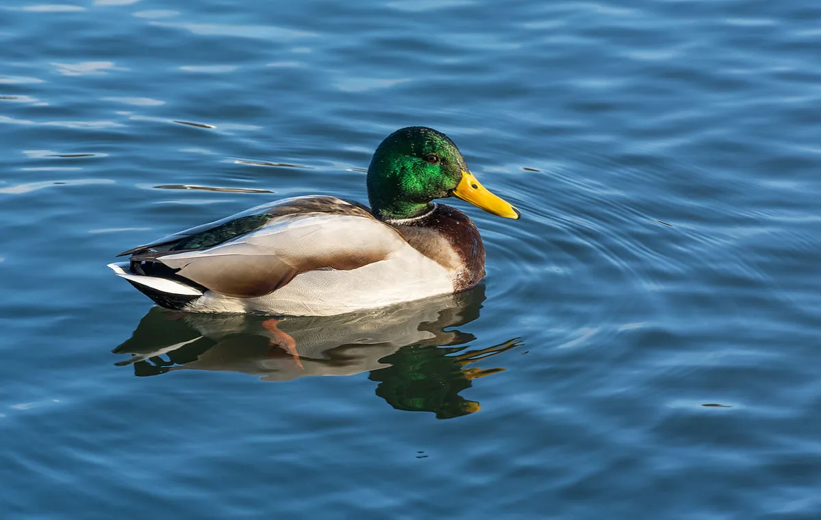 Kacska czy kaczka? Fascynujący świat ptactwa wodnego