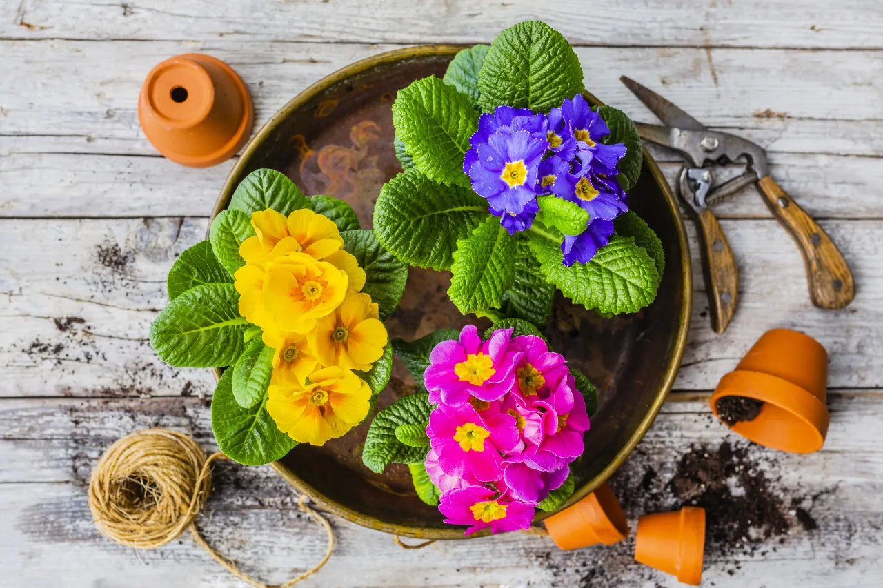 Kiedy sadzić prymulki w ogrodzie aby cieszyć się pięknymi kwiatami