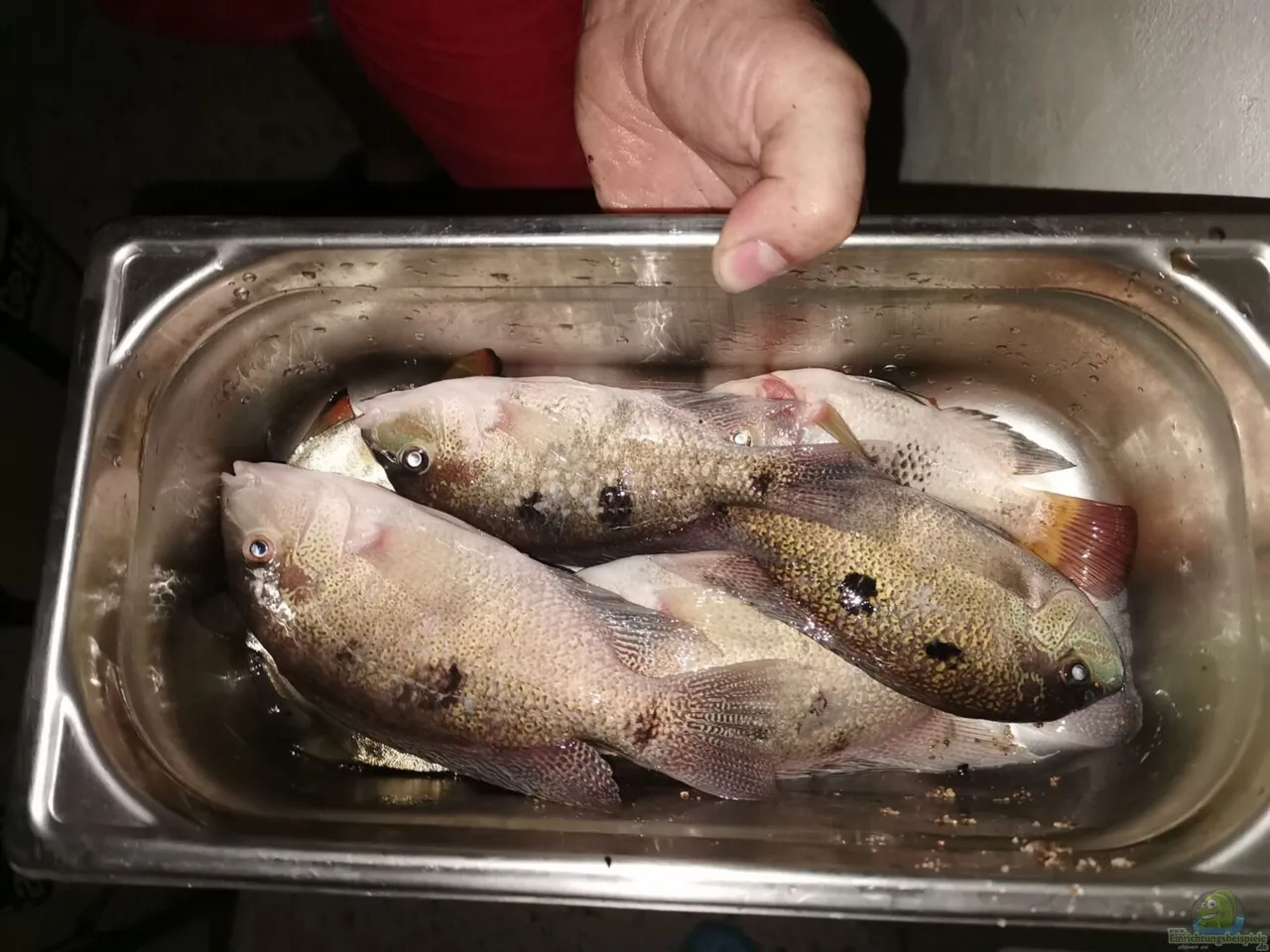 Was passiert mit toten Fischen im Teich? Folgen für die Wasserqualität