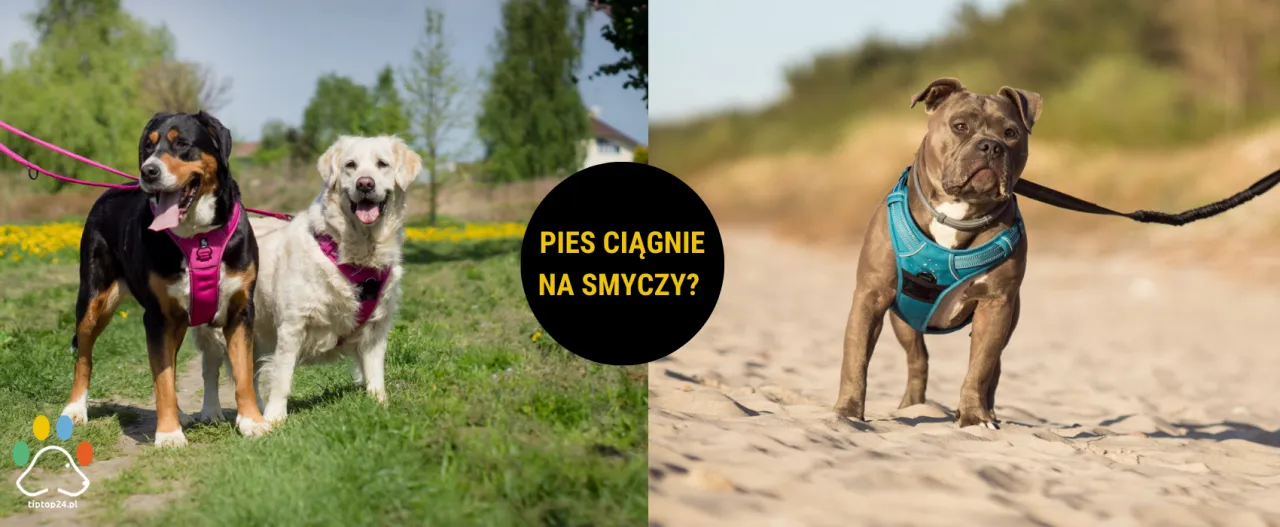 Jaką obrożę dla psa, który ciągnie, wybrać, by uniknąć problemów?