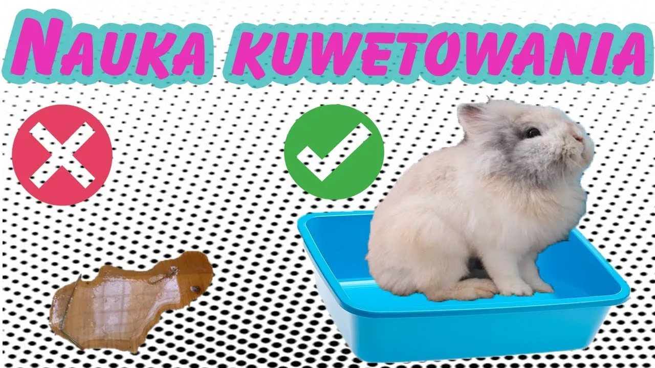 Jak zrobić kuwetę dla królika - proste sposoby na wygodę pupila