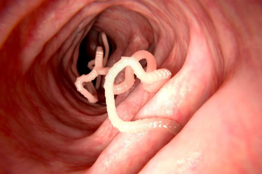 Pasożyty - co warto wiedzieć o groźnych organizmach?