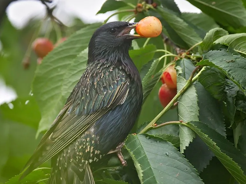 Skuteczne sposoby na odstraszenie ptaków z czereśni i ochronę owoców