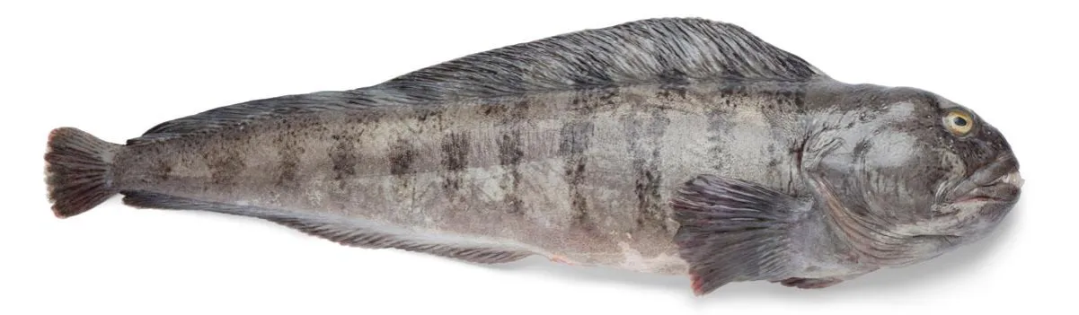 Czy ryba zębacz jest zdrowa? Poznaj prawdę o jej właściwościach odżywczych