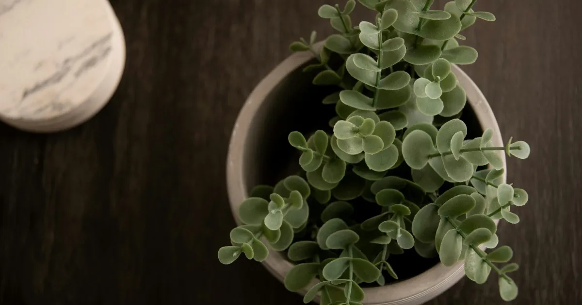 Eucalipto en maceta: cuidados esenciales para un crecimiento saludable