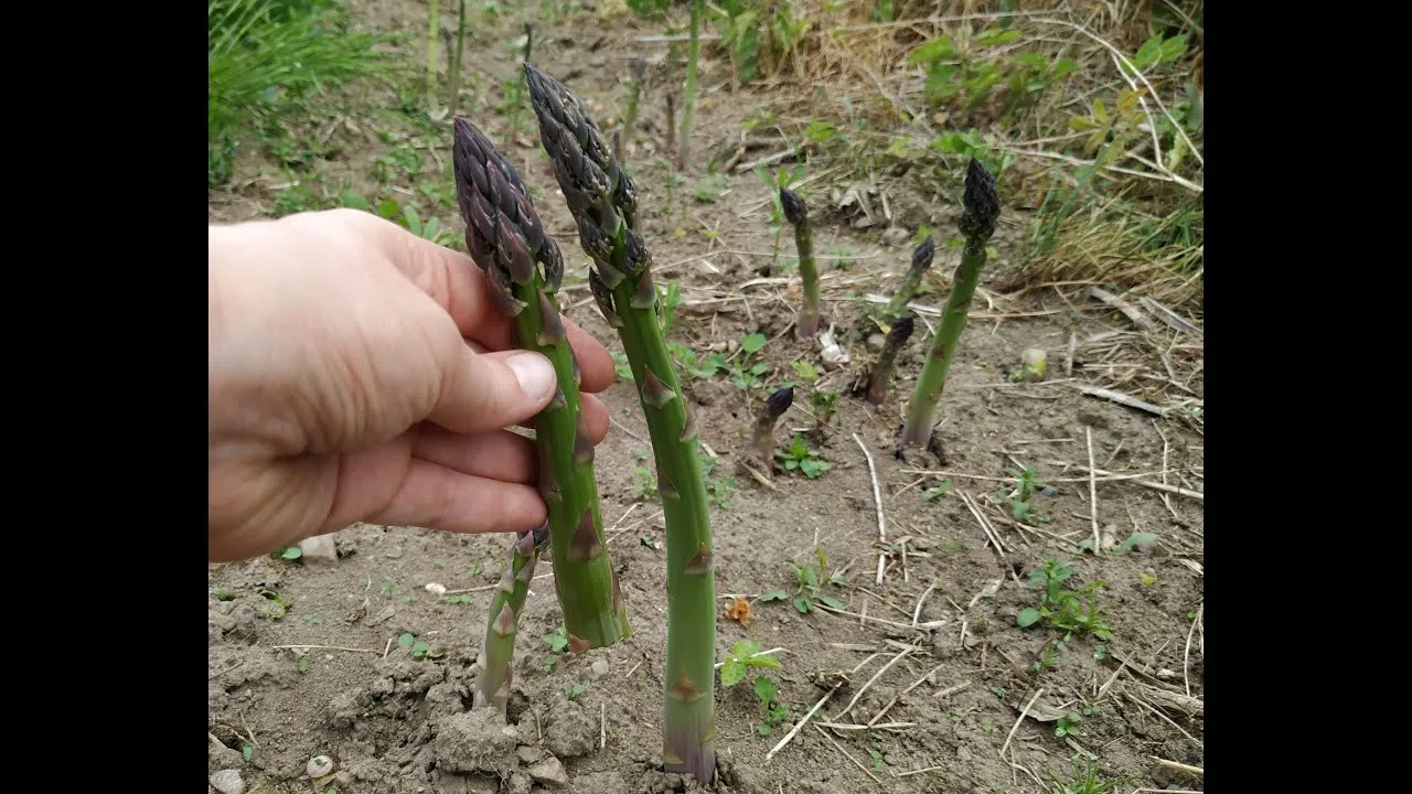 Jak uprawiać szparagi - kluczowe techniki dla zdrowych plonów