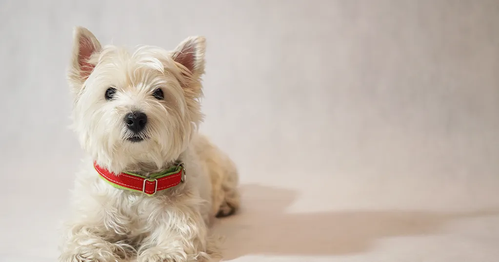 Jak uszyć obrożę dla psa - proste kroki i materiały, które musisz znać Jak uszyć obrożę dla psa - proste kroki i materiały, które musisz znać