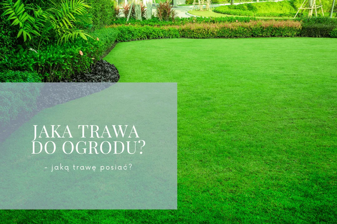 Jaką trawę wybrać do ogrodu? 5 kluczowych czynników decyzji