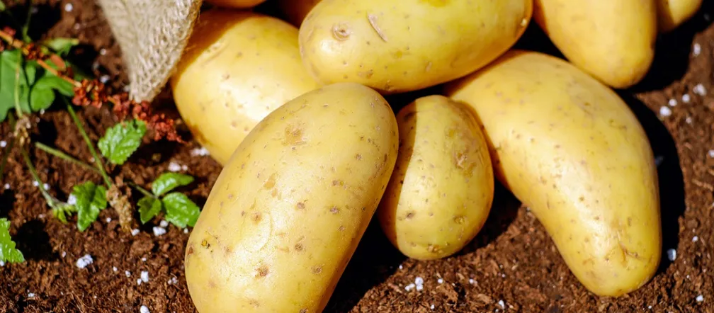 Jakie ziemniaki do sałatki jarzynowej – unikaj najczęstszych błędów