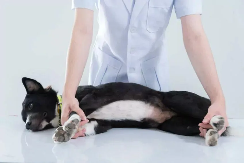 Jak trzymać psa u weterynarza i uniknąć stresu podczas wizyty